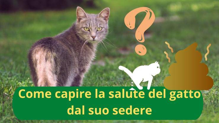 Cosa capire dal sedere del gatto
