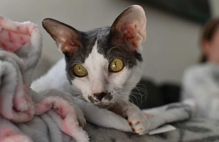 Cornish Rex