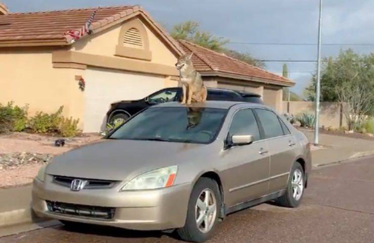 esce casa trova auto