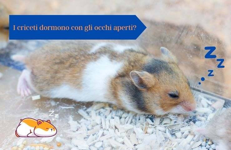 Criceto dorme