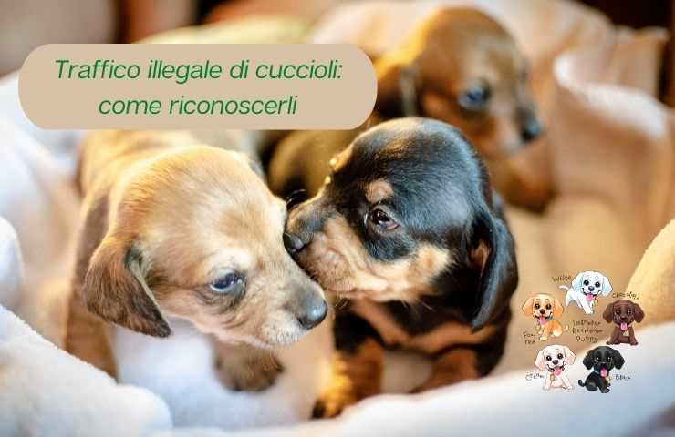 Cuccioli