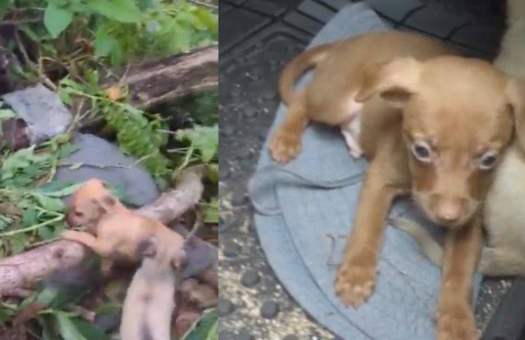 cane bosco scena brividi