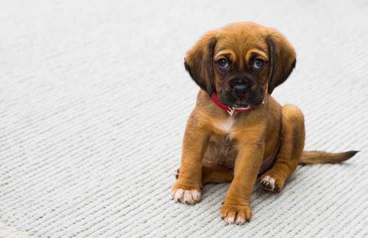 Cucciolo
