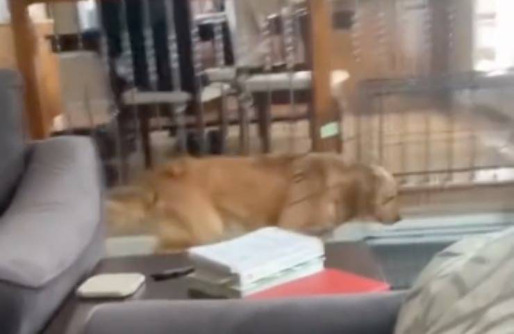 cucciolo cane imita xbox