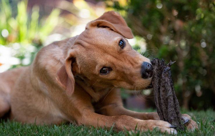 cucciolo di podenco canario