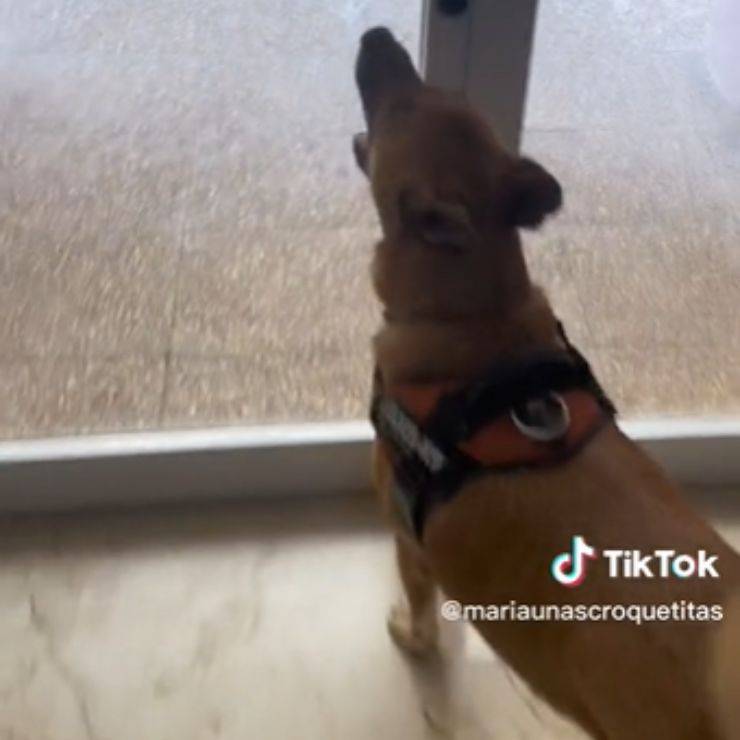 denunciata abbandono cane vicina