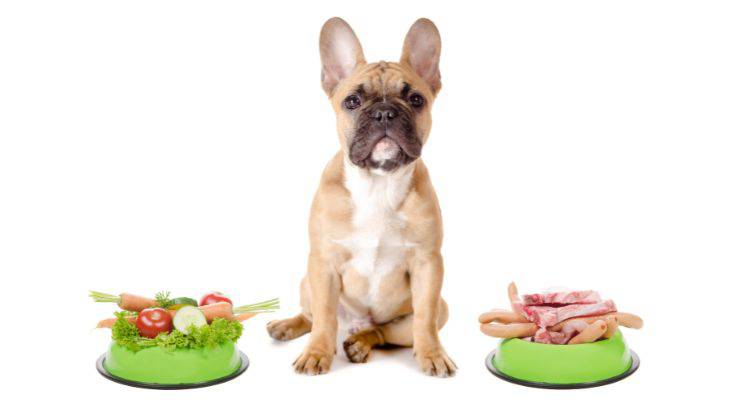 Cane cosa mangia