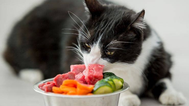 Dieta gatto