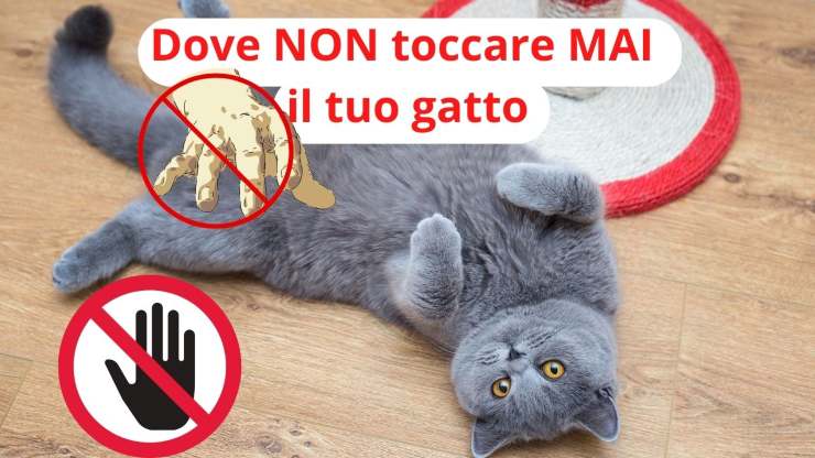 Le zone del corpo del gatto che non devi toccare