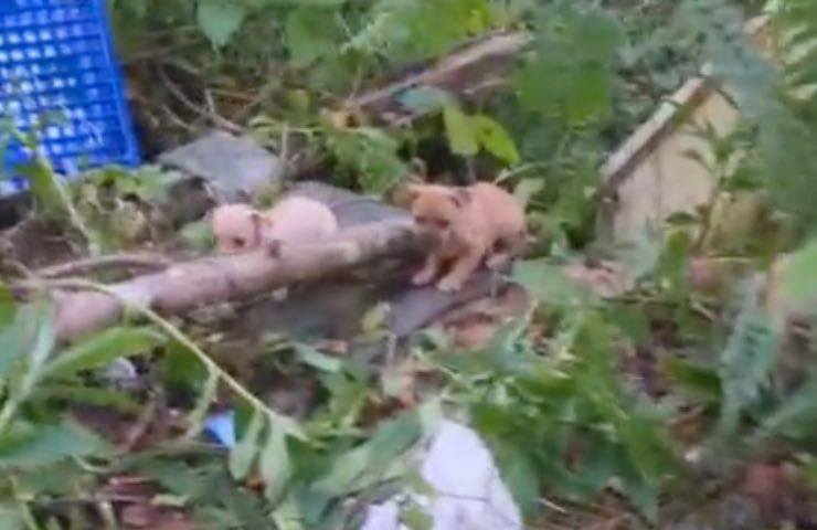 cane bosco scena brividi
