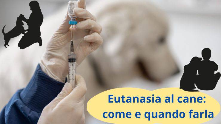 Iniezione letale al cane