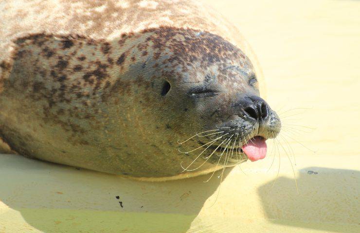 foca monaca grotta Mediterraneo