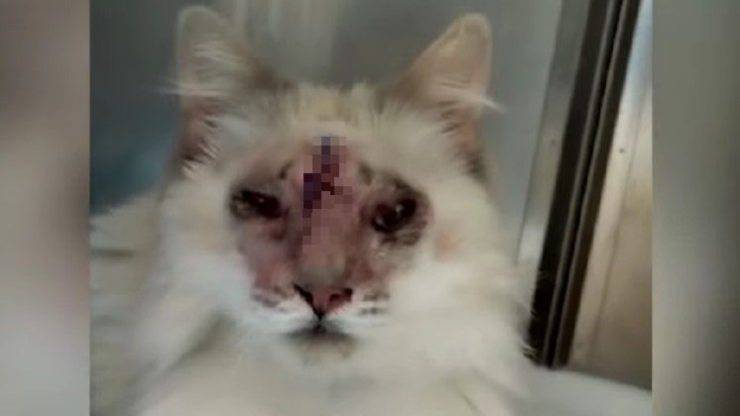 gatto randagio picchiato