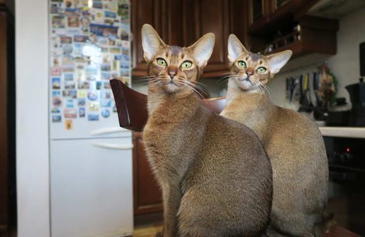 Gatti Abissini