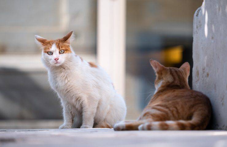 Lav maltrattamenti animali inaugurazione
