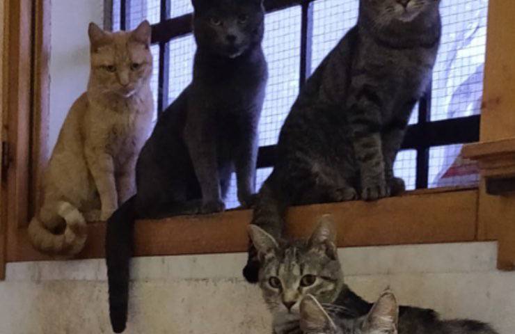 sfratto 25 gatti soli