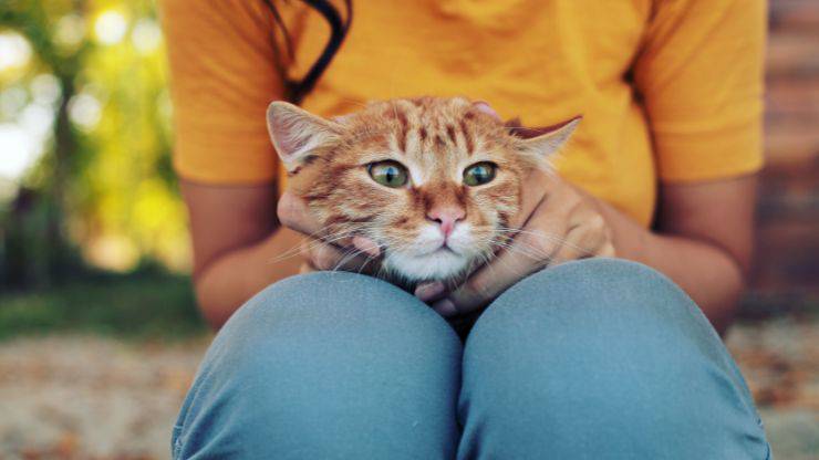 Gatto atteggiamento
