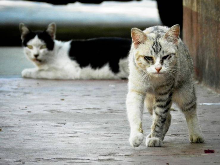 appello salvare gatti