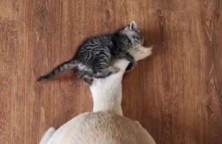 gatto cane virale