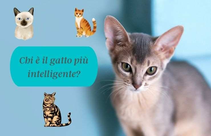 Gatto Abissino