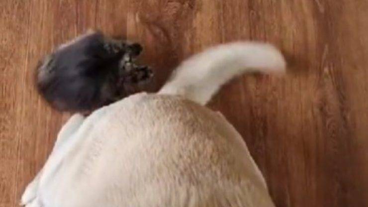 gatto afferra coda cane