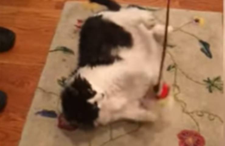 Gatto affetto obesità famiglia