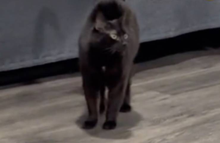 gatto karma cambio umore