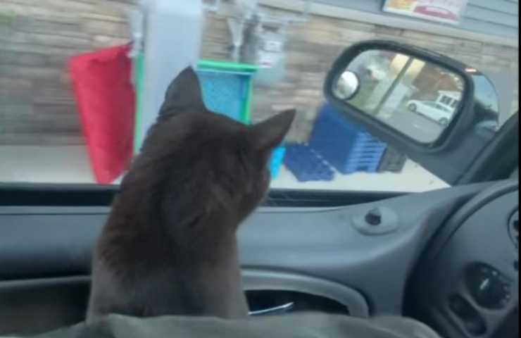 Non vede l'ora di far colazione : il video del gatto conquista il web