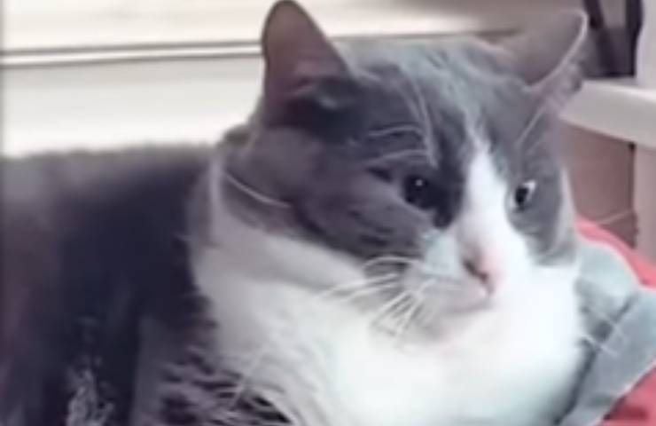 disappunto gattina poltrona Elvira