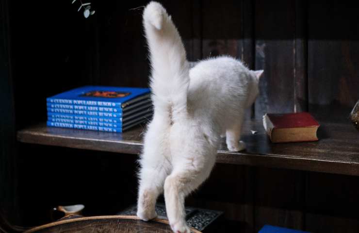 Gatto con la coda alzata