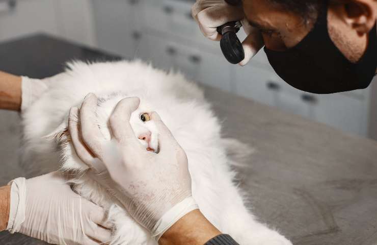 Gatto dal veterinario