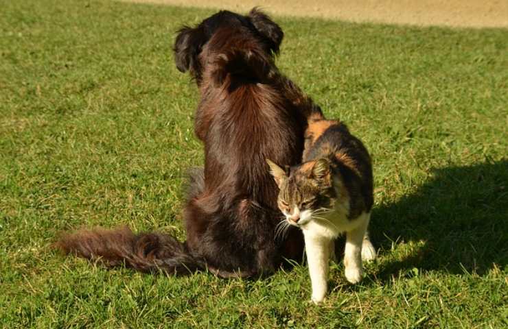 Gatto e cane