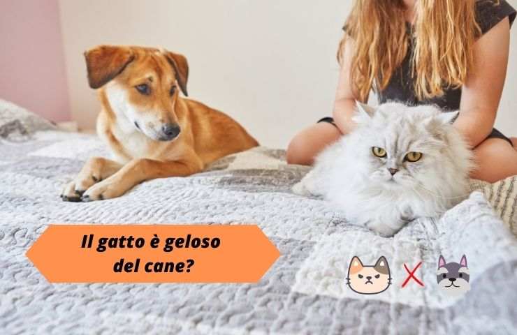 Gatto e cane sul letto