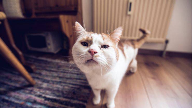 Le fusa nel gatto