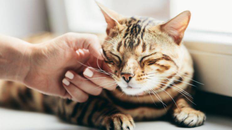 Gatto non fa più le fusa