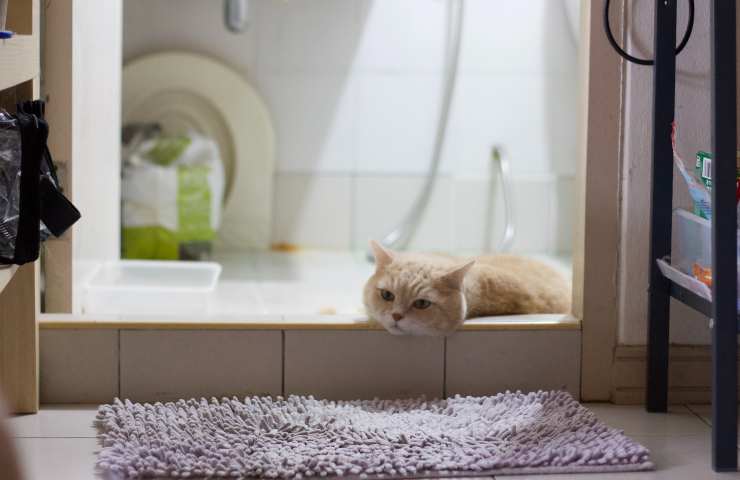 Gatto in bagno 