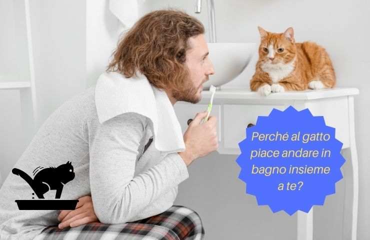 Gatto in bagno con il suo umano