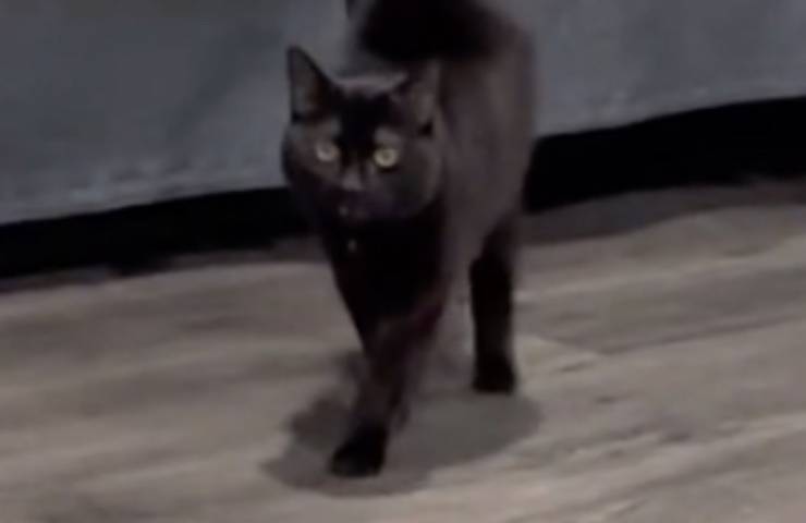 gatto karma cambio umore