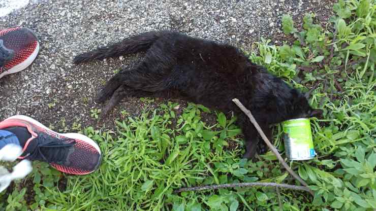 gatto morto lattina