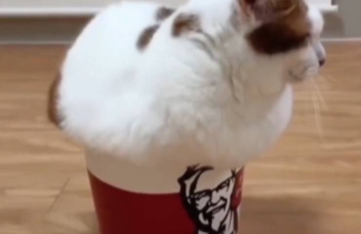 gattino cuccia piccola cestello