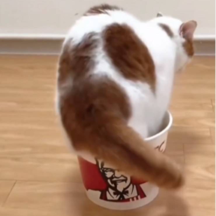 cestino pollo gatto cuccia