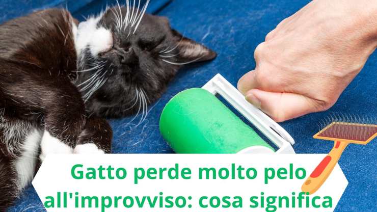 Gatto perde pelo