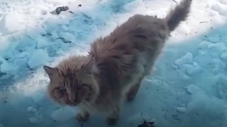 gatto randagio salvato