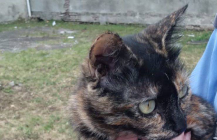 gatti rischiano morire fame