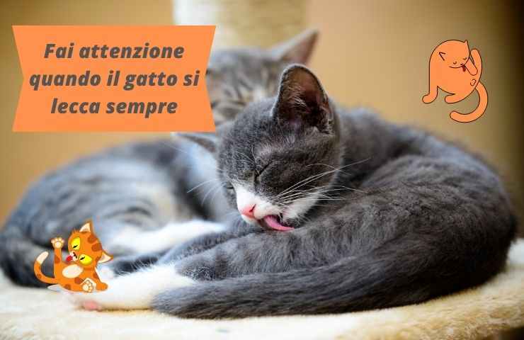 Gatto si lecca 
