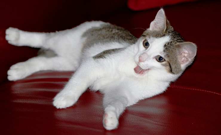 Gatto si lecca 