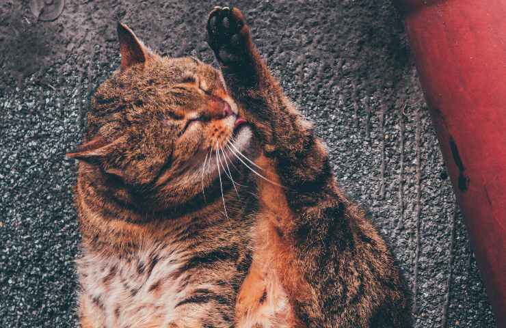 Gatto si lecca la zampa
