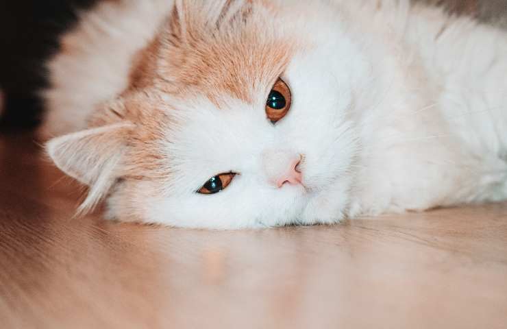 Gatto sul pavimento 