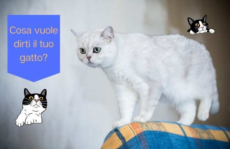 Gatto sulla poltrona