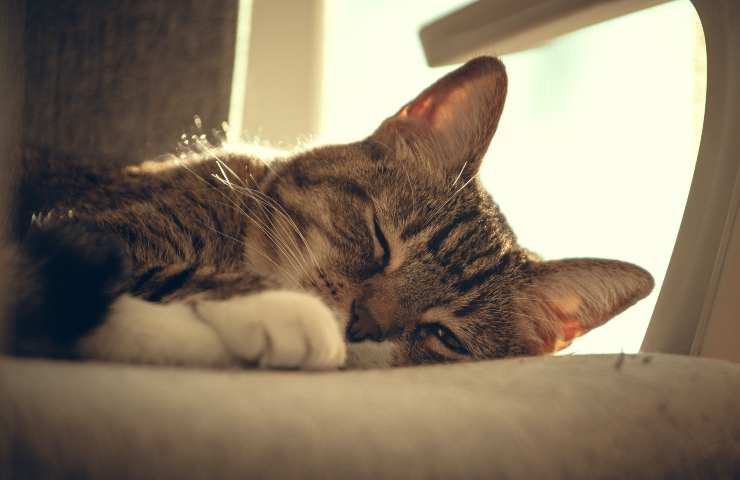 Gatto sulla sedia